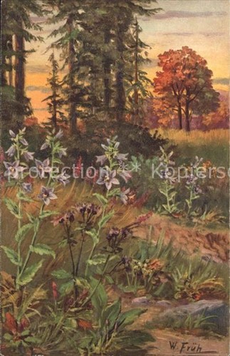 Early 595 campanula - early,